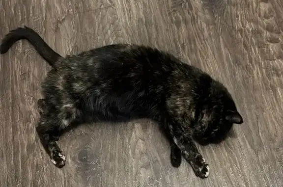 Кошки потеряшки, Новосибирск, фото: Потеряшка кошка, ул. Крылова 14, Новосиб.