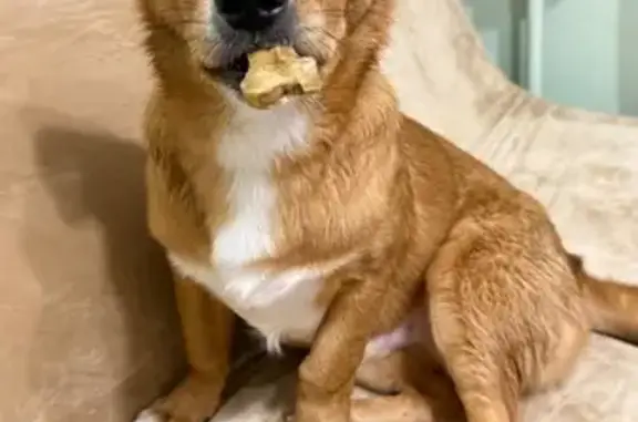 Собака найдена: Москва, Ярцевская 19