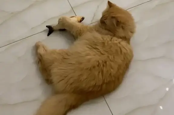 Кошки потеряшки, Новоначаловский, фото: Потеряшка кот Кузя, Новая ул., Новоначаловский