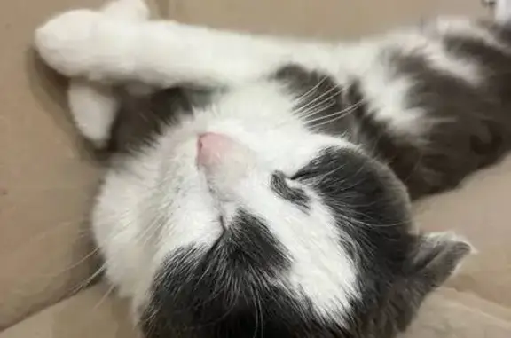 Найдена кошка, Иркутск, фото: Кошка найдена: Байкальская 246, Иркутск