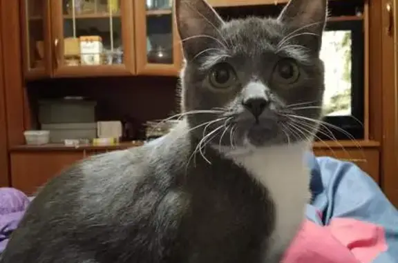 Пропала кошка, Ярмарочная ул., Иваново