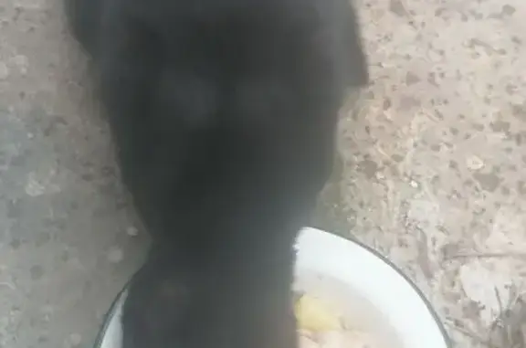 Объявления о пропавших и найденных животных, Плеханово, фото: Чёрная кошка найдена на Цветочной, Плеханово