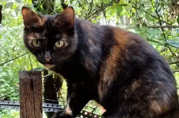 Пропала кошка, переулок Минина, 21