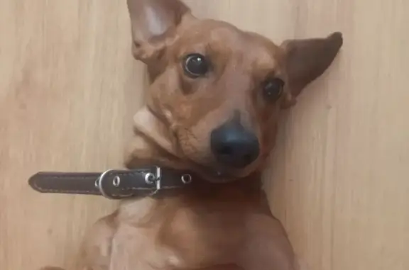 Собаки потеряшки, Луховицы, фото: Потеряшка собака, ул. Зубачёва, Луховицы