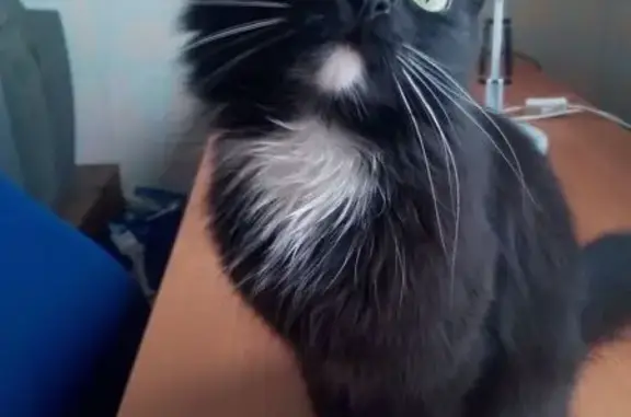 Пропала кошка, Р-158, Нижегородская обл.