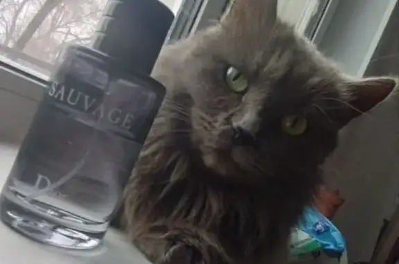 Кошки потеряшки, Орск, фото: Потеряшка кошка, Орск, Перегонная 20А