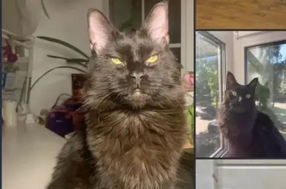 Пропала кошка в Маурино, Вологодская обл.