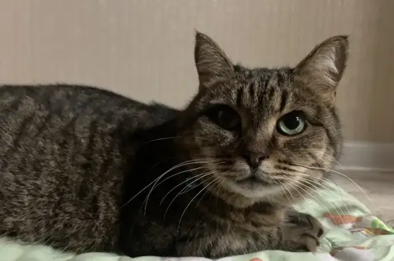 Кошка найдена, Хевешская ул., 31А, Чебоксары