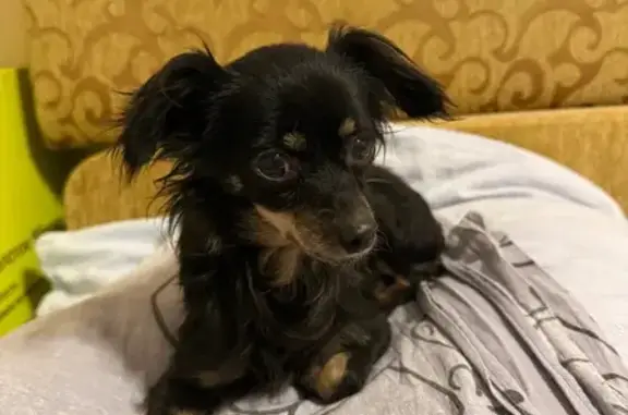 Найдена собака, Волгоград, фото: Найдена собака, ул. Быкова, Волгоград