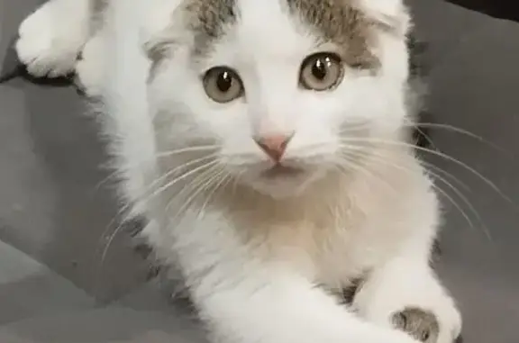 Пропала кошка, Космическая ул., 1, Александров