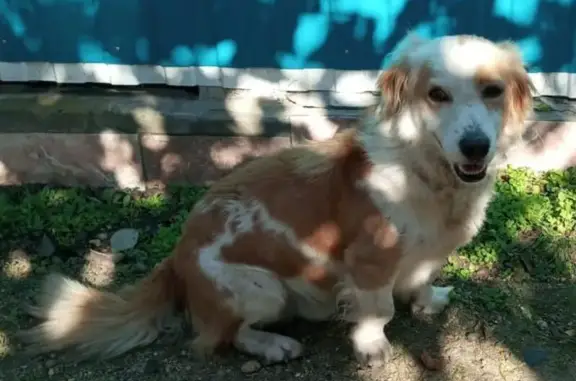 Собака найдена: Ростовская ул, 128, Кропоткин