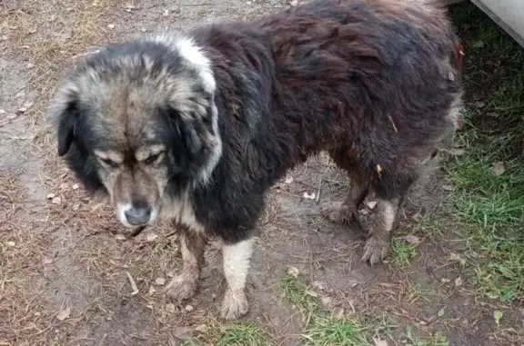 Найдена собака, Тульская область, фото: Собака найдена в Желыбино, Тульская обл.