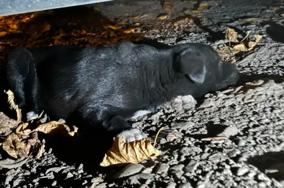 Собака найдена: Березанская 89, Краснодар