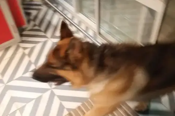 Найдена собака, Химки, фото: Собака найдена, Железнодорожная ул., Химки