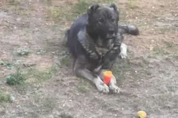 Собаки потеряшки, Владимир, фото: Потеряшка собака, ул. МОПРа, 12А, Владимир