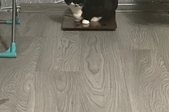 Кошки потеряшки, Череповец, фото: Потеряшка кошка, Советский пр., 107, Череповец