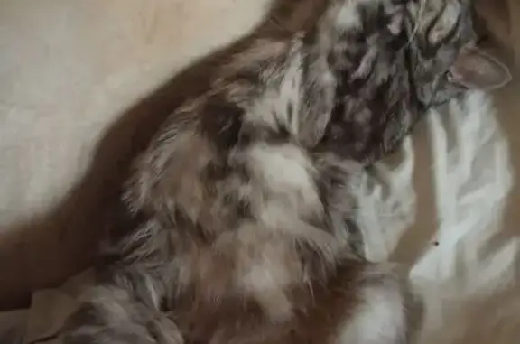 Пропала кошка, Волонтёров 158, Бердянск