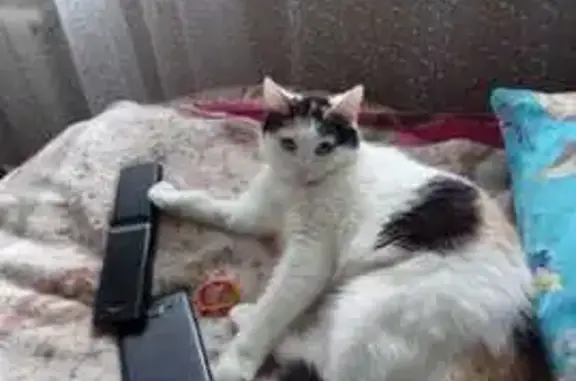 Пропала кошка, Свердловская ул. 19, Крск