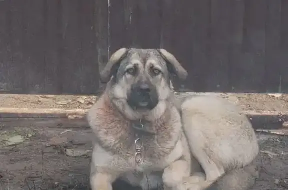 Найдена собака, , фото: Собака найдена: Золотилово, 46К-8131