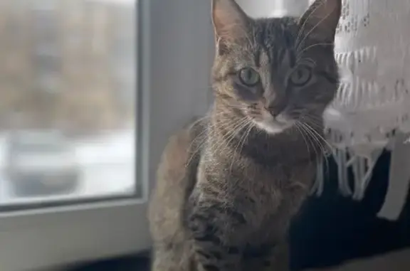 Пропала кошка, ул. Бардина 8, Череповец