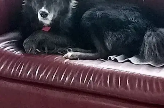 Найдена собака, Рязанская область, фото: Найдена собака, Казарь, Рязанская обл.