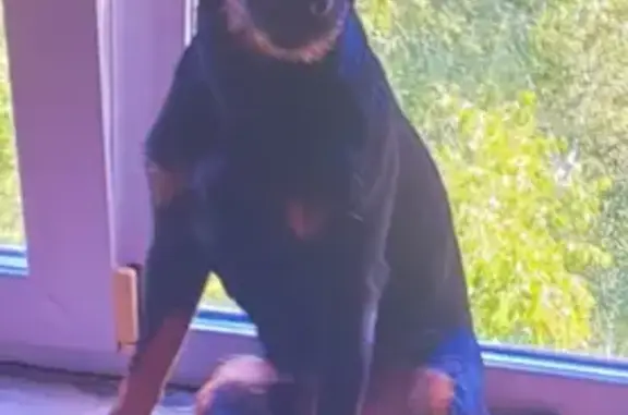 Пропала собака, ул. Габишева 16, Казань