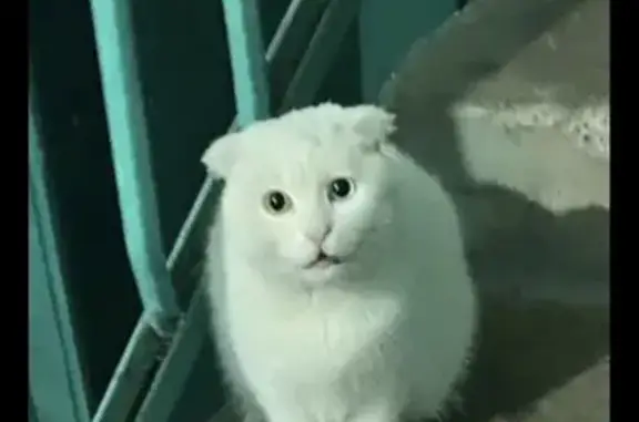 Пропала кошка, ул. Богатырёва, 41