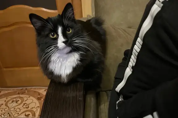 Кошки потеряшки, Краснодар, фото: Потеряшка кошка, ул. Крупской 101, Краснодар