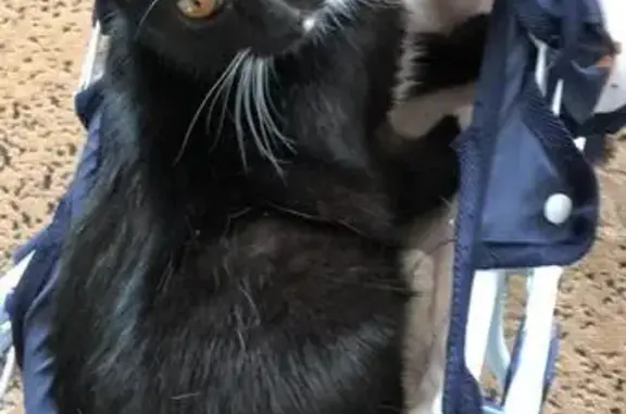 Кошки потеряшки, Одинцово, фото: Потеряшка кошка, ул. Маршала Жукова, 17