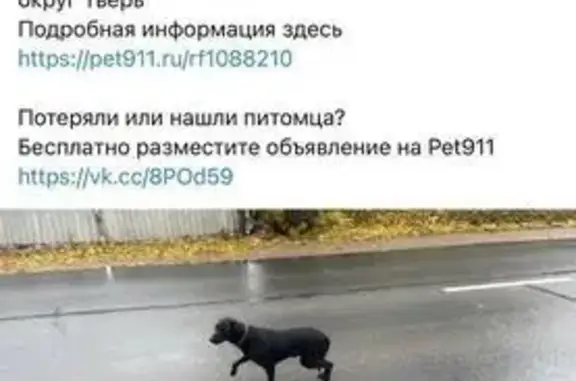 Найдена собака, Тверь, фото: Собака найдена на Пожарной, 14, Тверь
