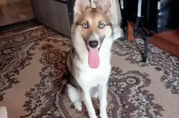 Собаки потеряшки, Нижний Новгород, фото: Потеряшка собака, Чебоксарская ул., 30