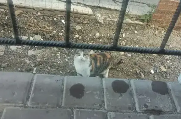 Найдена кошка, Волгоград, фото: Трёхцветная кошка найдена, Балыклейская