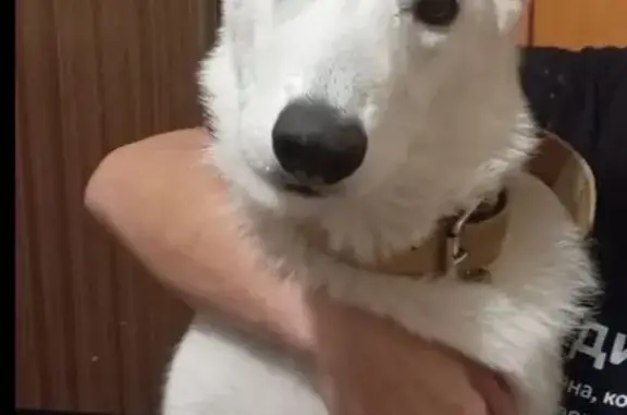 Пропала собака на Солнечной, 29, Балаклава