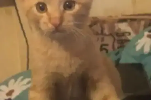 Пропал котёнок, ул. Болдина 24, Калуга