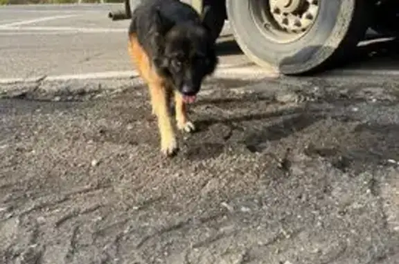 Найдена собака, Понежукай, фото: Найдена овчарка, Понежукай, Адыгея