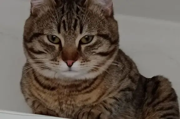 Кошки потеряшки, Пенза, фото: Потеряшка кошка, ул. Ворошилова 28, Пенза