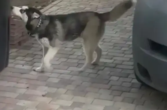 Пропала хаски в Российском, Краснодарский край