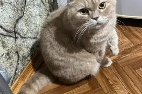 Пропал кот Барсик, Университетская, 17