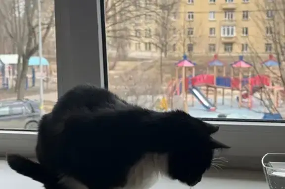 Кошки потеряшки, Калининград, фото: Потеряшка кошка, Казанская ул. 2, Калининград