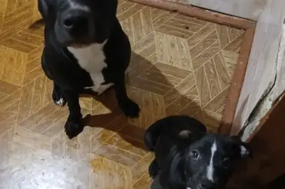 Пропала собака, Мценск, Орловская обл.