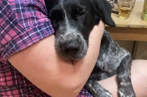 Пропала собака: ул. Металлургов, 10, Череповец