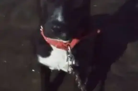 Пропала собака, Сосновая ул. 11Е