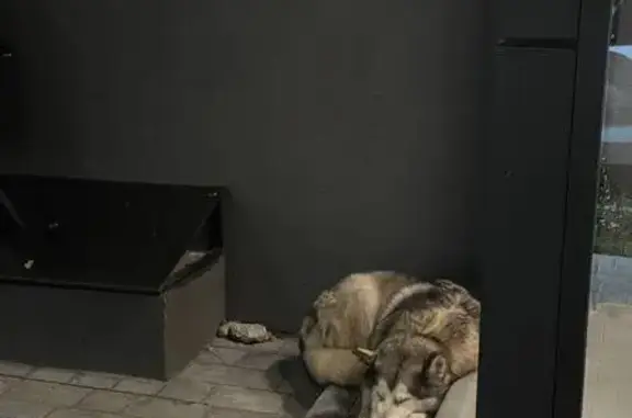 Собака найдена на ул. 121-й Стрелк. Дивизии, 9