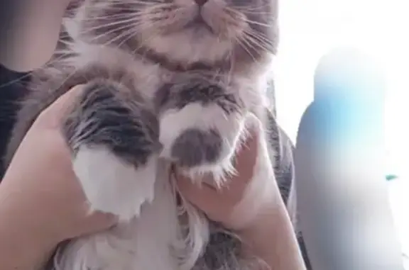 Пропала кошка мейн кун, 41К-103, Никольское