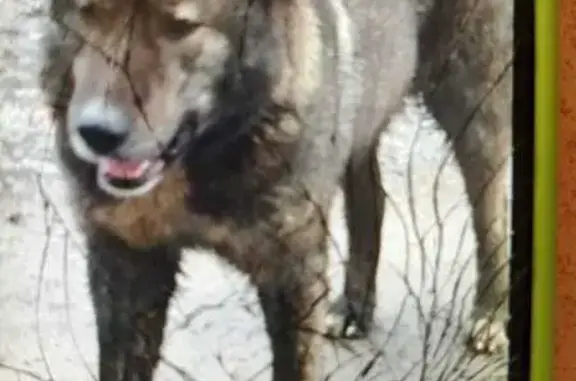 Пропала собака, СПб, Турухтанные о-ва, 18к4