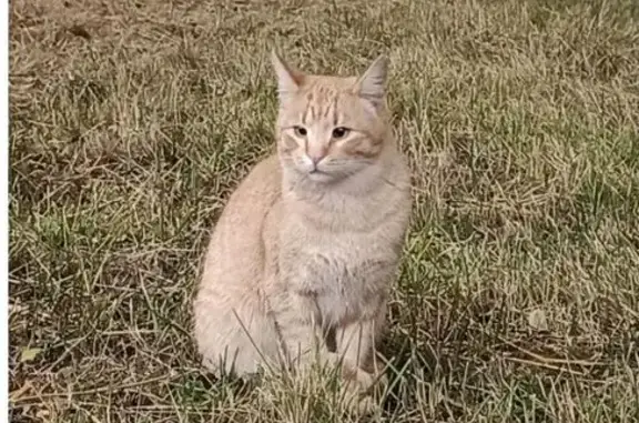 Найдена кошка, Москва, фото: Кошка найдена: Волгоградский пр., 46/15