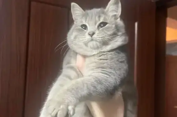 Котенок найден: Томилинская 249, Оренбург