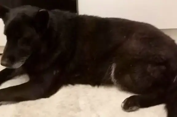 Собака найдена: Королёва 29, Ростов-на-Дону