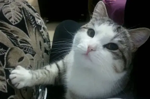 Пропала кошка, МЖК дачи, Новосибирск