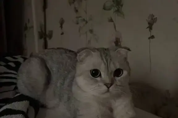 Кошки потеряшки, Калининград, фото: Потеряшка кошка на ул. Баграмяна, Калининград